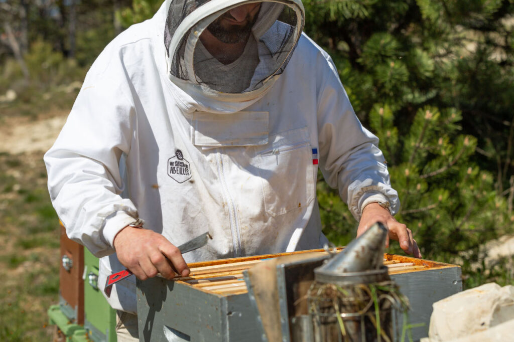 Ruches et abeilles de l’exploitation apicole Morgan Bertin